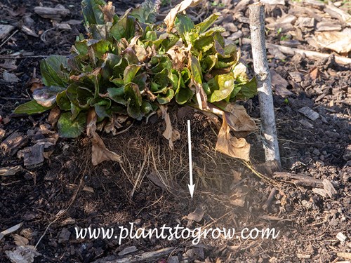 Frost heave of Ajuga 'Catlin's Giant'.  Probably caused by the shallow roots, settling of soil and late planting.